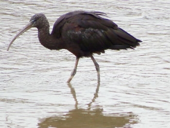 Photo Gallery Image - Glossy Ibis 