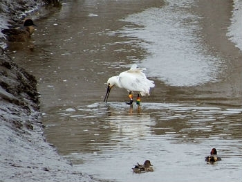 Photo Gallery Image - Ringed Spoonbill at Isley Marsh, Yelland