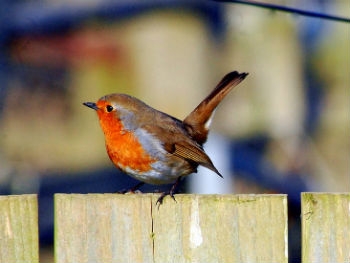 Photo Gallery Image - Robin