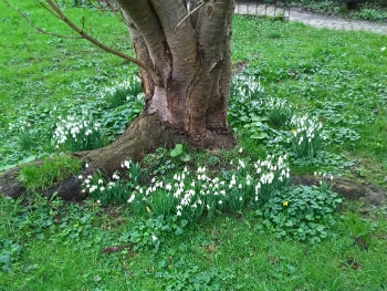 Photo Gallery Image - Snow drops at The Village Green Fremington